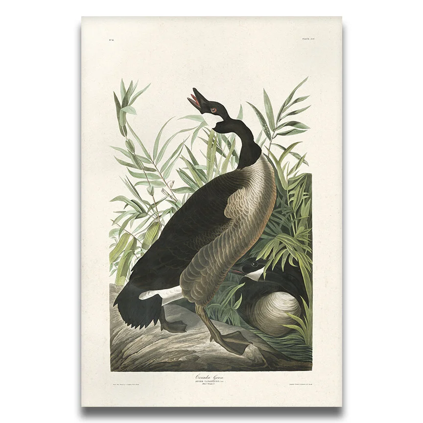 Blue Jays Birds | Audubon Art Plate 102 — Audubon Art Prints Blue Jays Birds | Audubon Art Plate 102 — Audubon Art Prints
